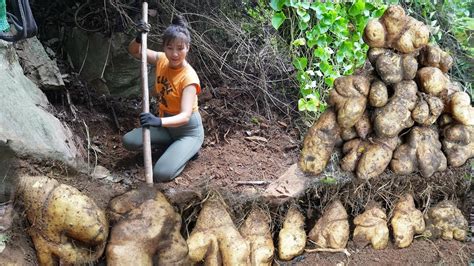 Harvesting Underground Wild Tuber Goes To Market Sell Cooking Wild