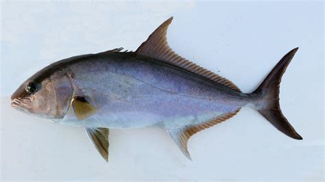 Amberjack Mexican