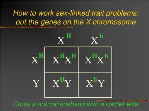 ppt sex linked traits powerpoint presentation free download id 6782323