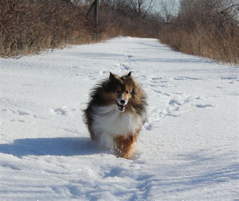 Shelties In The Snow
