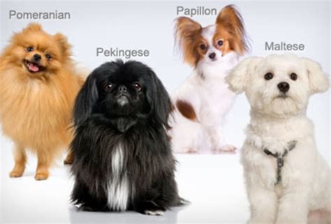 Dog Breeds Quiz How Well Do You Know Your Dog Breeds