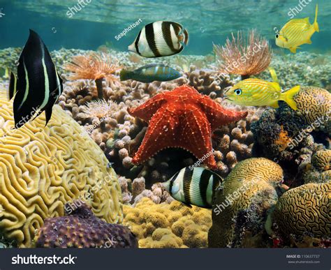 Colorful Marine Life Underwater On A Shallow Coral Reef