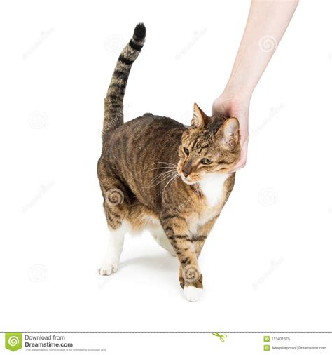 Person Petting Cat Over White Stock Image Image Of White Background