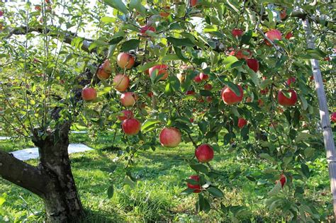Beautiful Fruit Trees And Bushes That Will Do Well In Most