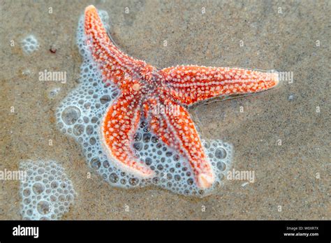 Real Red Starfish With Bubbles In The Atlantic On The Beach Stock Photo
