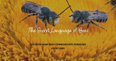 How Bees Communicate Foraging Locations The Secrets Of The Waggle