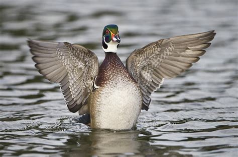 Wood Duck Aix Sponsa Spreading Wings Photograph By Animal Images