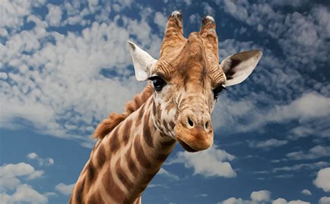 50 Giraffe Jokes And Puns That Will Stretch Out A Laugh For A Long Time