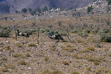 Emus Seen On The Moralana Scenic Drive Flinders Ranges Sa Australia