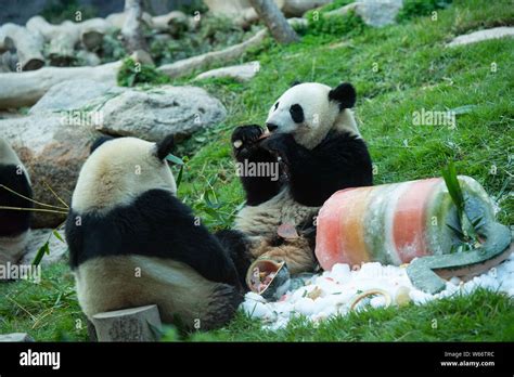 Twin Giant Panda Cubs Jianjian And Kangkang Eat A Birthday Cake