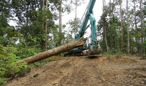 Reduced Impact Logging Itto The International Tropical Timber