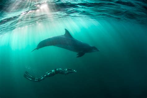 Amazing Diving With Dolphins Photos George Karbus Photography