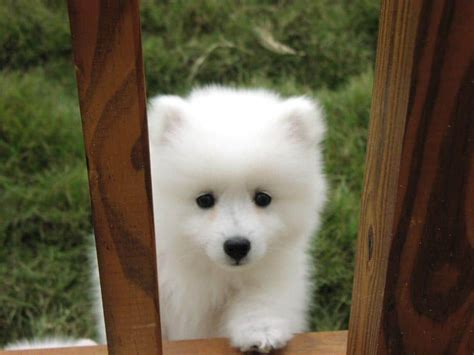 American Eskimo Dog Breed Info And Care Toy Miniature And Standard