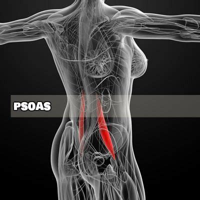 M Sculo Psoas Iliaco Estiramientos Y Cuidados Videos