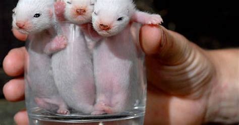 And One Cup Of Ferrets Imgur