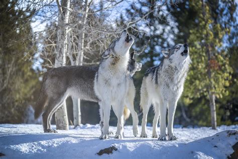 Howling Wolves West Yellowstone Gray Wolves Sony A1 Fine Flickr