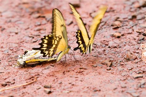 Farfalla Di Giallo Di Tiger Swallowtail Immagine Stock Immagine Di
