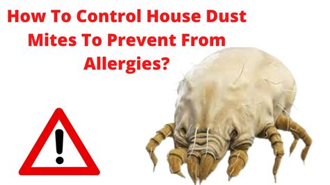 How To Control House Dust Mites To Prevent Allergies Easily With 12