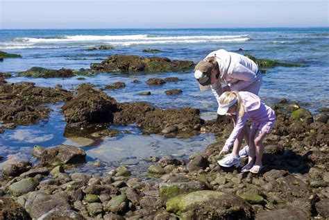 Go Tide Pooling With Experts From The Birch Aquarium