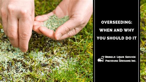 Overseeding ‒ When And Why You Should Do It Over Seeding Your Lawn