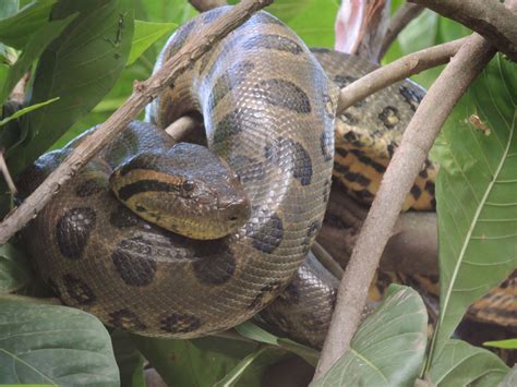 Tropical Rainforest Anaconda Facts