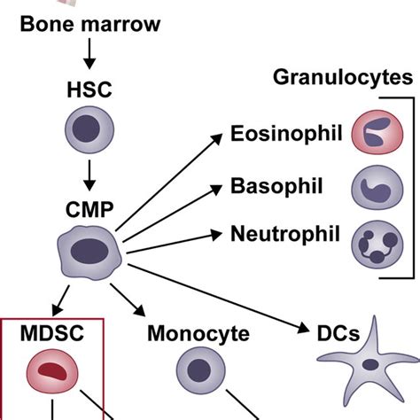 Myeloid Cell Differentiation Myeloid Cells Originate From Bone