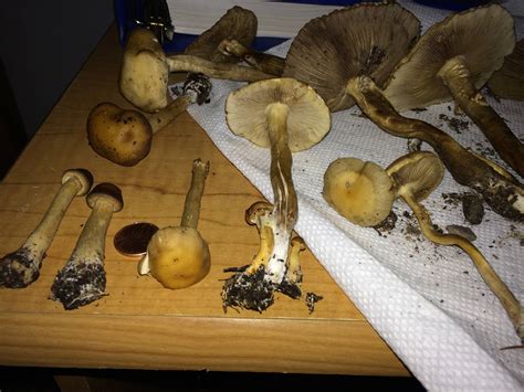 Need Help Id Mushrooms In Ohio Mushroom Hunting And Identification