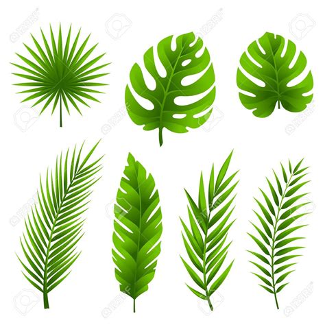 Jungle Leaves Set Tropical Palm Tree Leaves Collection Stock Vector