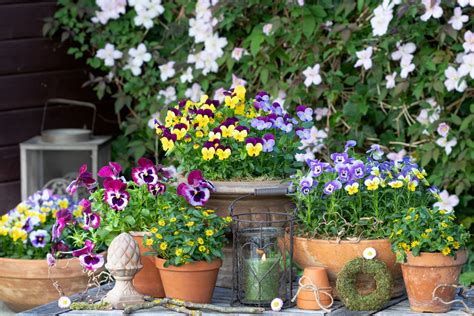 Cr Er Une Terrasse Odorante Bien Choisir Ses Plantes Fleuries