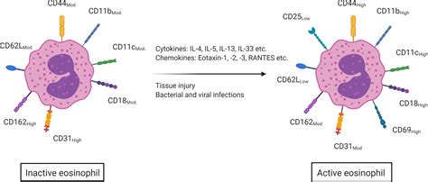 Frontiers Role Of Eosinophils In Intestinal Inflammation And Fibrosis