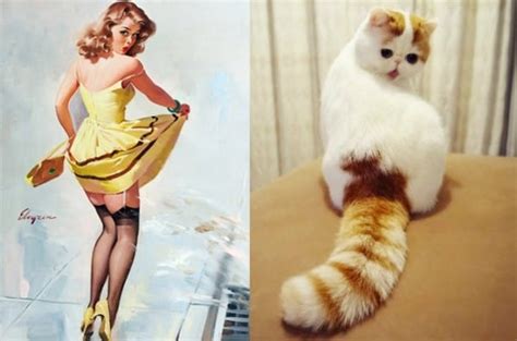 13 Cats That Match Up Perfectly With Pin Up Girls I Can T Stop Laughing