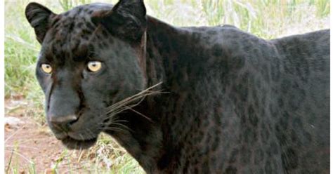 Texas Cryptid Hunter The Latest Black Panther Sightings From Texas
