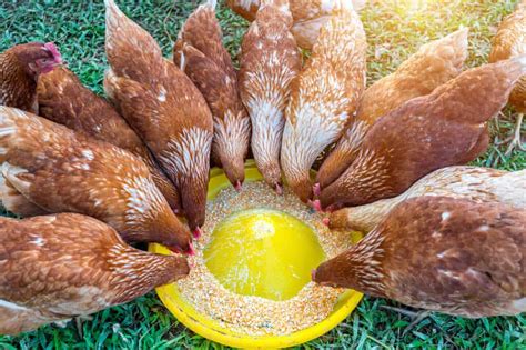 What Do Chickens Eat A Complete Guide To Feeding Poultry 2023