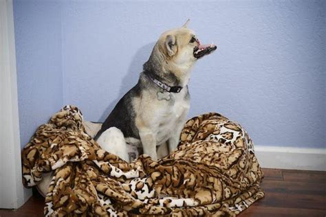 The narrator is a drug addict. Hero dog Kabang needs more financial help - Reyn's Room