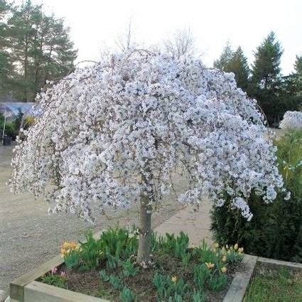 Crop management may be needed for productive varieties in early years. White Snow Fountain Weeping Cherry | Dwarf trees for ...