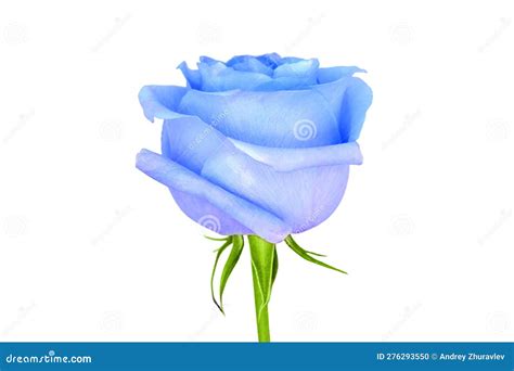 Blue Rose Flower Isolated On White Background Bud Close Up Stock Photo