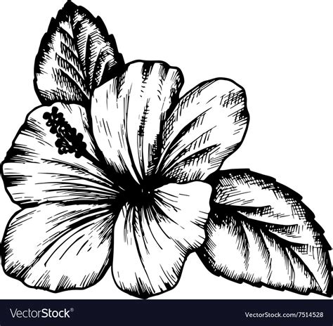 Hibiscus Flower Royalty Free Vector Image Vectorstock