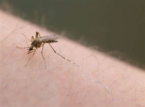 Can Mosquitoes Bite Through Clothes 9 Highly Relevant Facts Tipspr