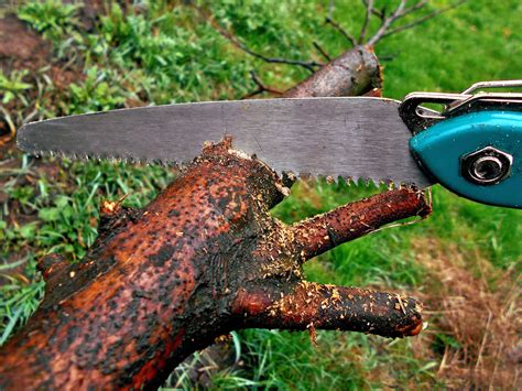 Which Is The Best Tool For Cutting Tree Branches Top 10 Reviews