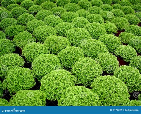 Buxus Stock Image Image Of Shape Green Hedge Nature 4176727