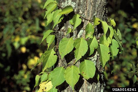 Oriental Bittersweet Invasive Plants Of The Eastern United States