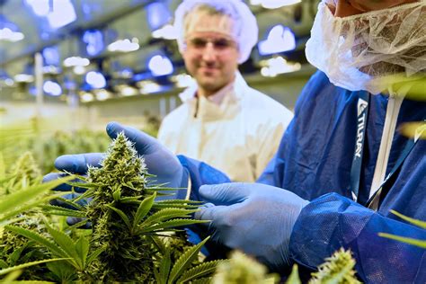 Tilray And Aphria Unveil Merger Plan To Create Worlds Biggest Weed