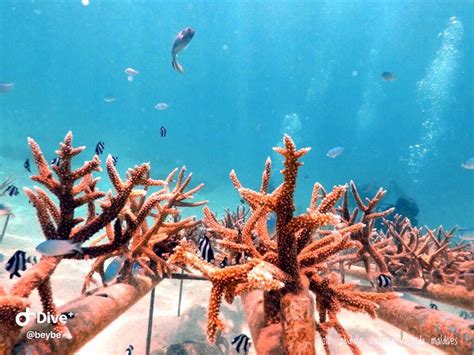 Coral Rehabilitation Maldives Reviving Maldives Coral Reef