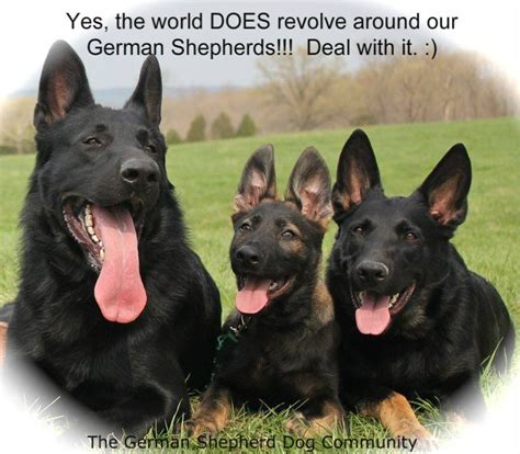 My Friend Cheryls German Shepherd Dogs Follow Them And Tons Of Awesome