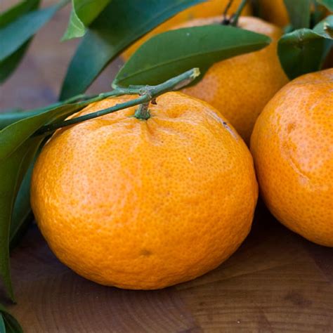 4 5 Year Old Brown Select Satsuma Orange Tree