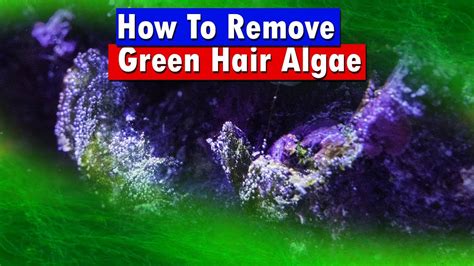 How To Get Rid Of Hair Algae Hairstyle Guides