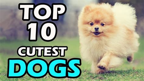 Top 10 Cutest Dog Breeds In The World Youtube
