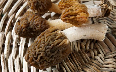 False Morels? Two Types To Look Out For - FreshCap Mushrooms