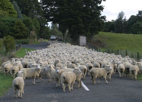 Sheep Flock Herd On Road Flock Of Sheep On Road New Zealand Spon