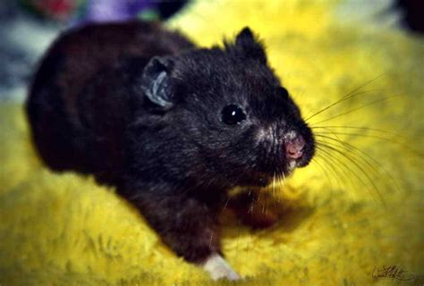 Black Bear Hamster Appearance Temperament And Behavior
